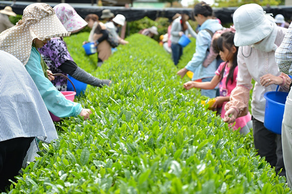 茶摘