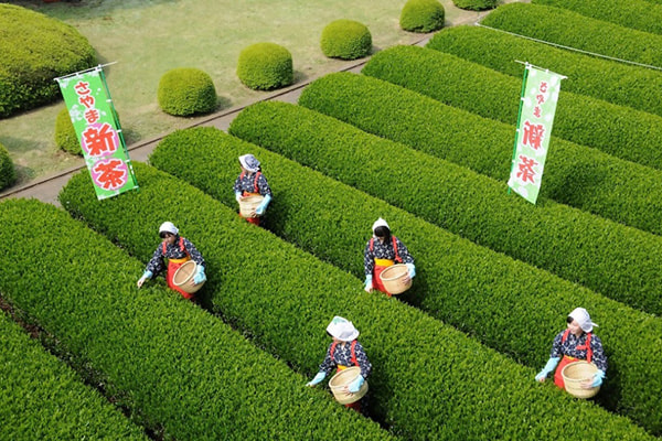 茶摘み風景